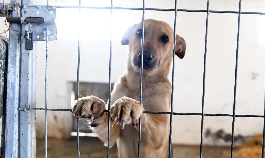 Działania Świdnickiego Stowarzyszenia na rzecz bezdomnych zwierząt: Światowy Dzień ich Wsparcia w Świdnicy